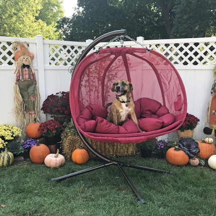 【Home&Garden】Hanging Pumpkin Loveseat Chair with Stand